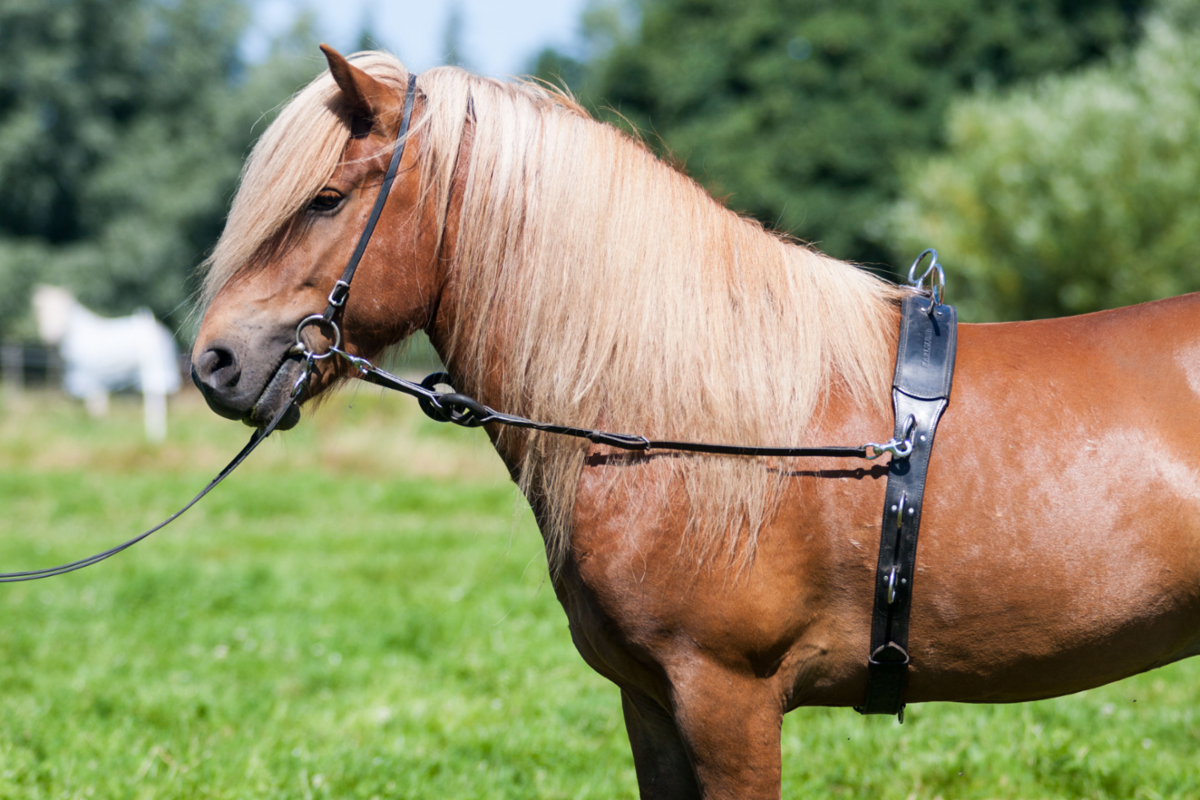 Karlslund Lunging girth